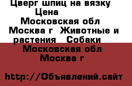 Цверг шпиц на вязку › Цена ­ 4 000 - Московская обл., Москва г. Животные и растения » Собаки   . Московская обл.,Москва г.